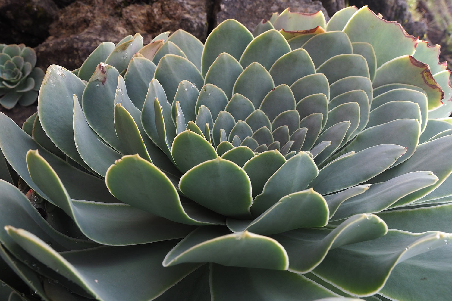 2018-11-kanarische-inseln-M0004022ak-el-hierro-camino-de-la-virgen-aeonium Aeonium am Straßenrand . El Hierro . Kanarische Inseln 2018 (Foto: Andreas Kuhrt)
