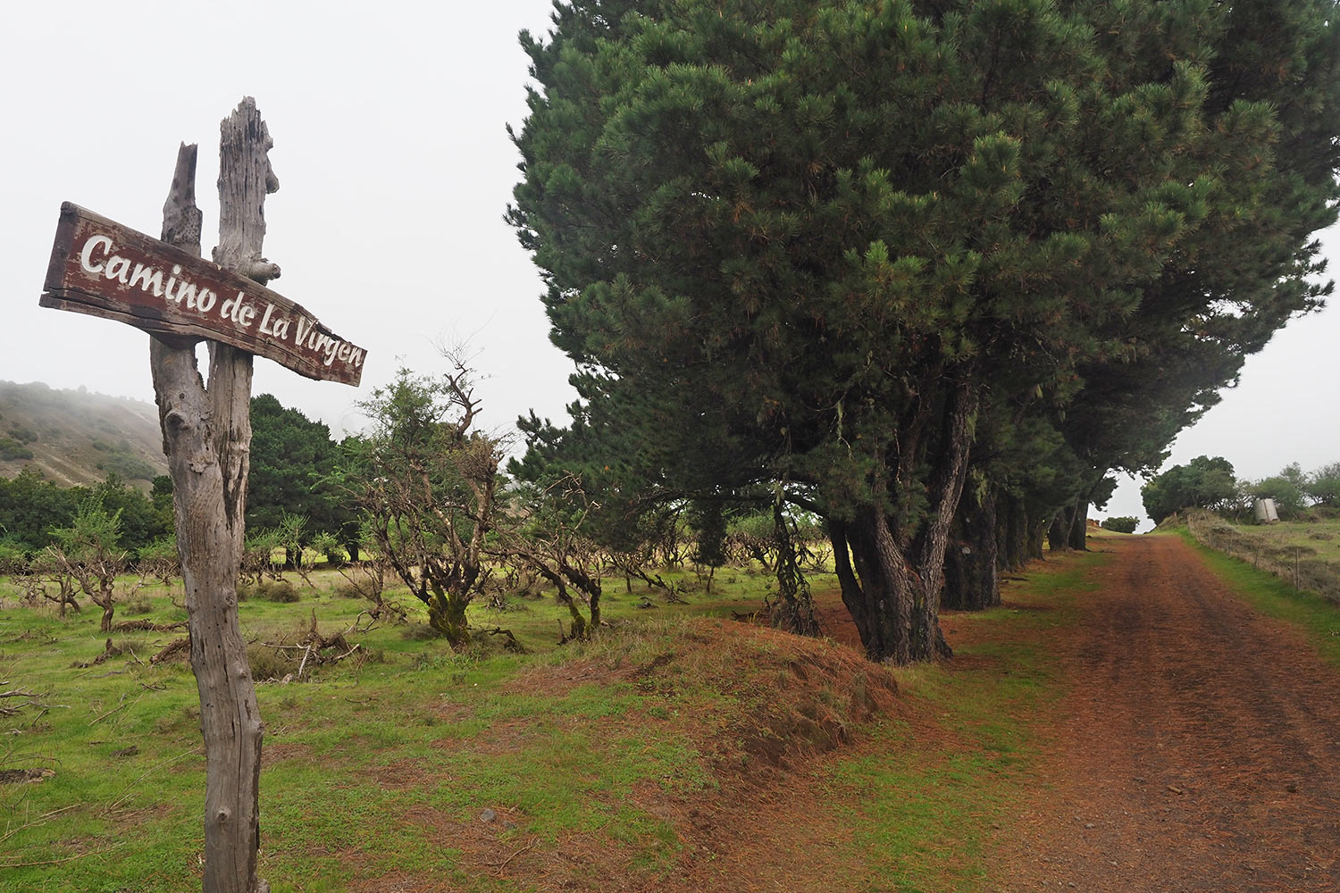 2018-11-kanarische-inseln-M0004040ak-el-hierro-camino-de-la-virgen Camino de la Virgen: Pinien . El Hierro . Kanarische Inseln 2018 (Foto: Andreas Kuhrt)