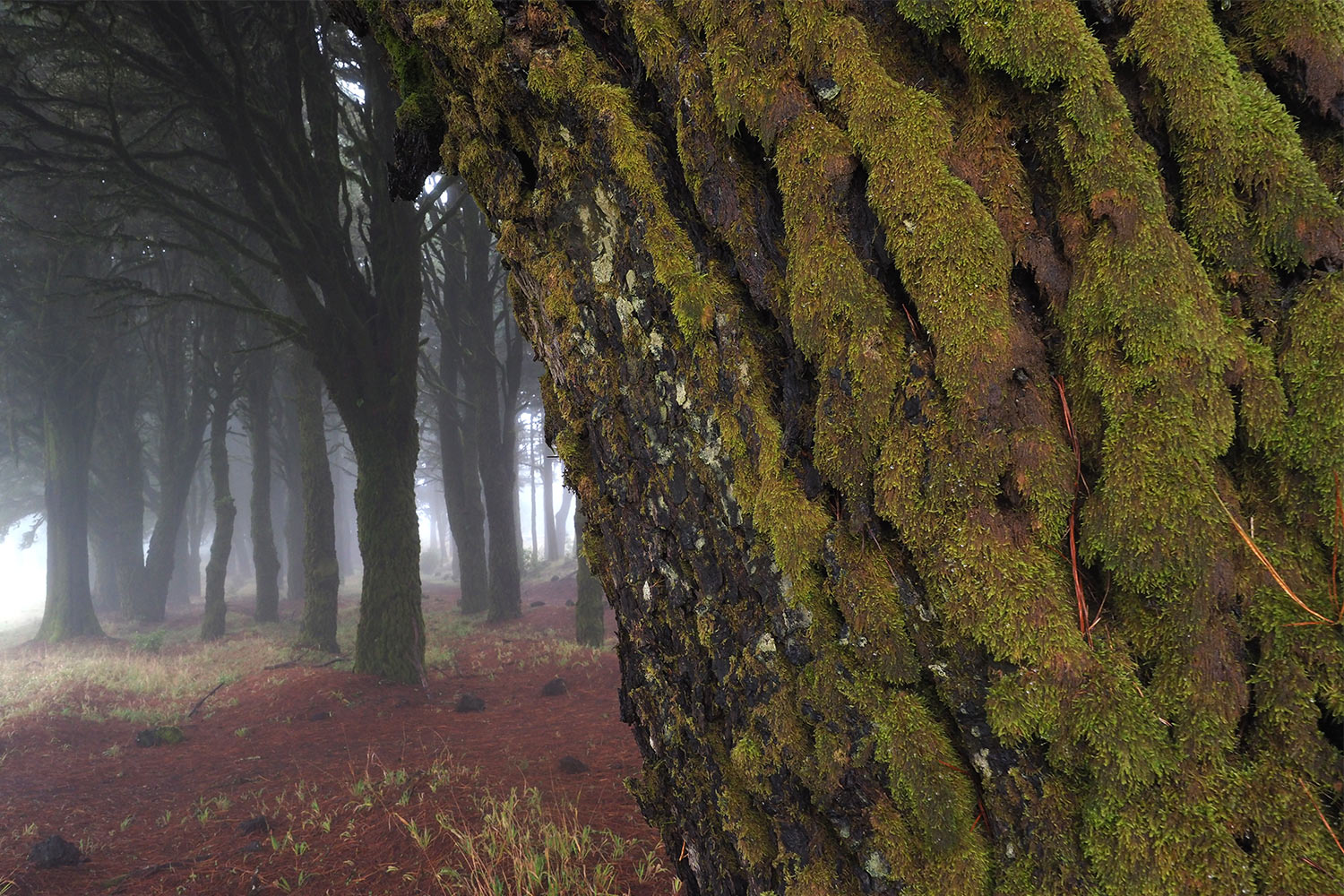 2018-11-kanarische-inseln-M0004072ak-el-hierro-camino-de-la-virgen-la-mareta Camino de la Virgen: Wald bei La Mareta . El Hierro . Kanarische Inseln 2018 (Foto: Andreas Kuhrt)
