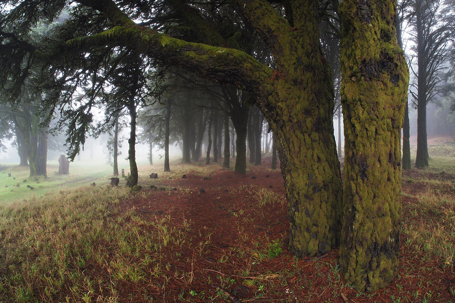 2018-11-kanarische-inseln-M0004076ak-el-hierro-camino-de-la-virgen-la-mareta Camino de la Virgen: Wald bei La Mareta . El Hierro . Kanarische Inseln 2018 (Foto: Andreas Kuhrt)