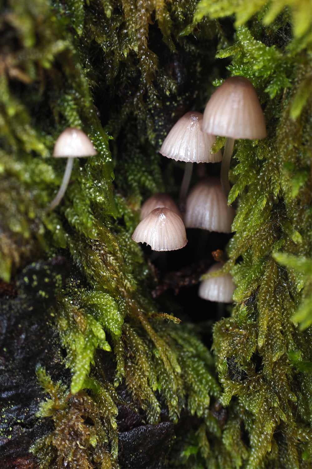 2018-11-kanarische-inseln-M0004083ak-el-hierro-la-mareta-helmlinge Camino de la Virgen: Baumpilze im Wald bei La Mareta . El Hierro . Kanarische Inseln 2018 (Foto: Andreas Kuhrt)