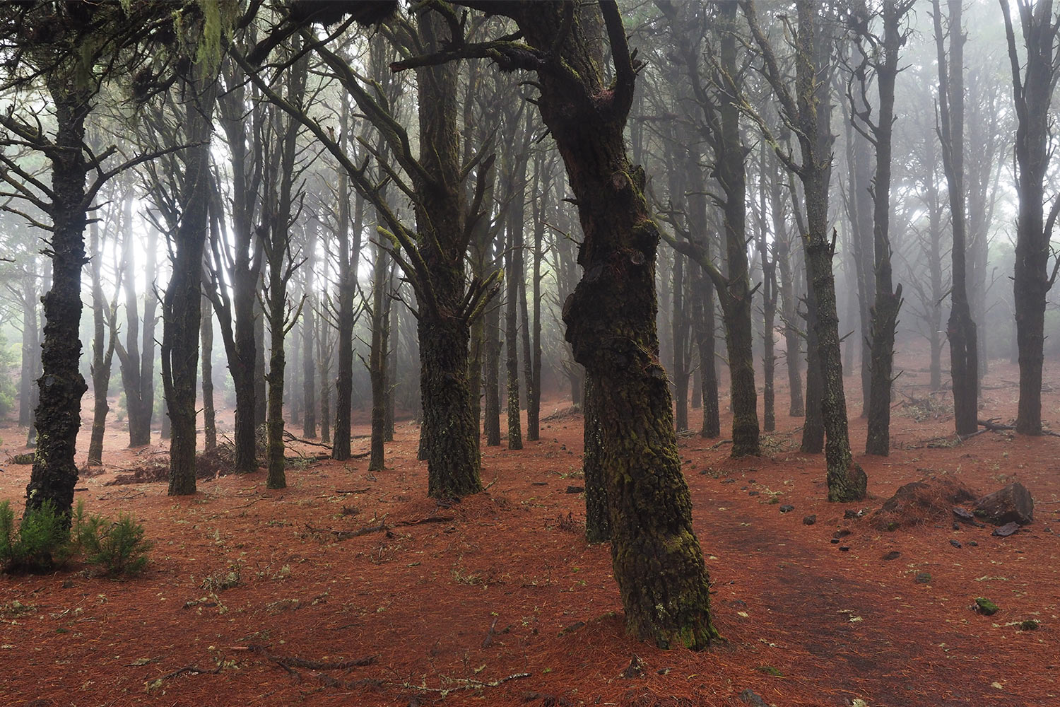2018-11-kanarische-inseln-M0004126ak-el-hierro-wald-bei-hoya-de-fireba Wald bei Hoya de Fireba . El Hierro . Kanarische Inseln 2018 (Foto: Andreas Kuhrt)