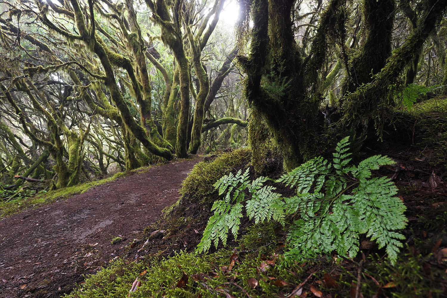 2018-11-kanarische-inseln-M0004141ak-el-hierro-lorbeerwald-bei-la-llania Nebelwald bei La Llanía . El Hierro . Kanarische Inseln 2018 (Foto: Andreas Kuhrt)