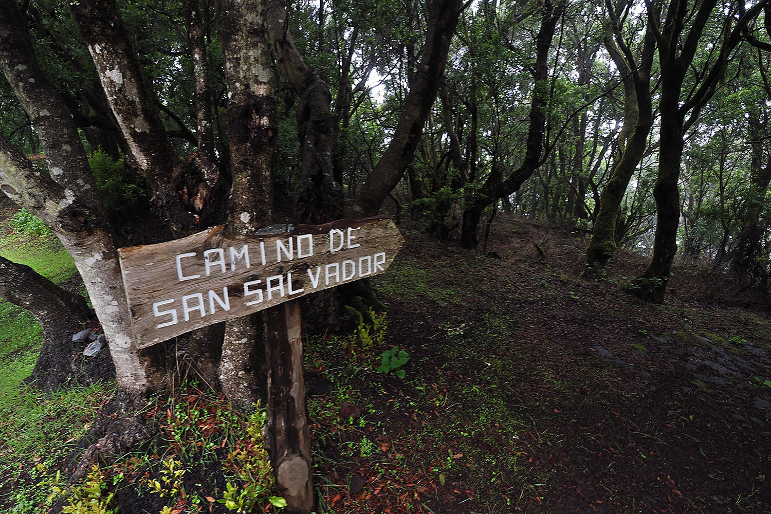 2018-11-kanarische-inseln-M0004163ak-el-hierro-camino-de-san-salvador Camino de San Salvador . El Hierro . Kanarische Inseln 2018 (Foto: Andreas Kuhrt)