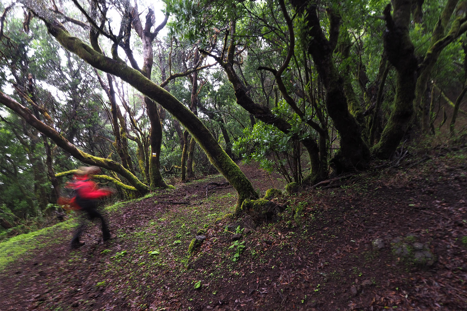 2018-11-kanarische-inseln-M0004165ak-el-hierro-camino-de-san-salvador Camino de San Salvador . El Hierro . Kanarische Inseln 2018 (Foto: Andreas Kuhrt)