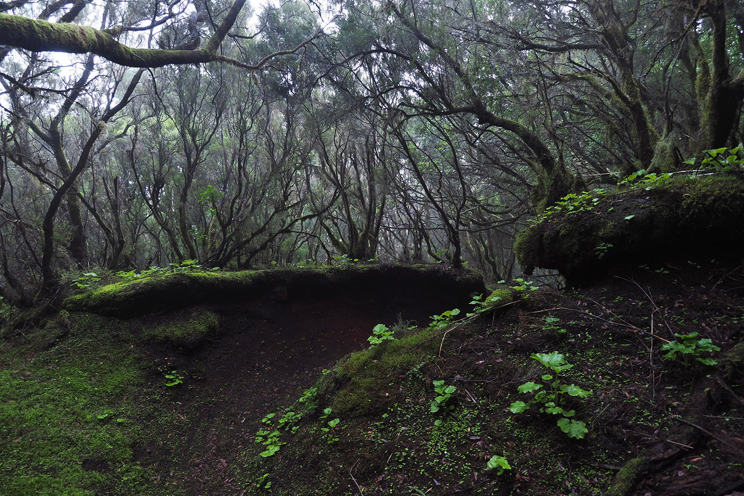 2018-11-kanarische-inseln-M0004173ak-el-hierro-camino-de-san-salvador-baumheide Camino de San Salvador: Baumheide . El Hierro . Kanarische Inseln 2018 (Foto: Andreas Kuhrt)