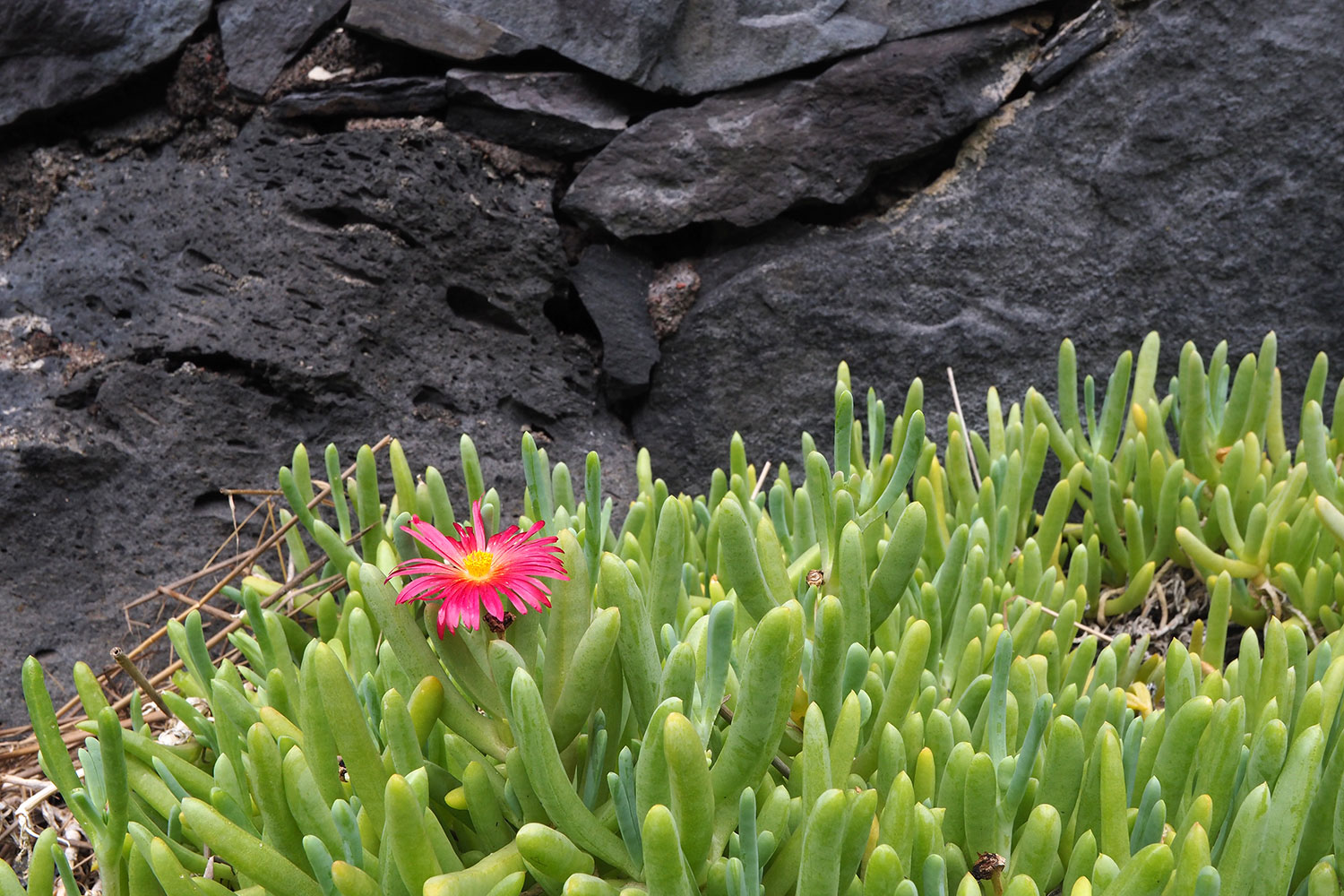 Mittagsblumen in Pozo de las Calcosas . El Hierro . Kanarische Inseln 2018 (Foto: Andreas Kuhrt)