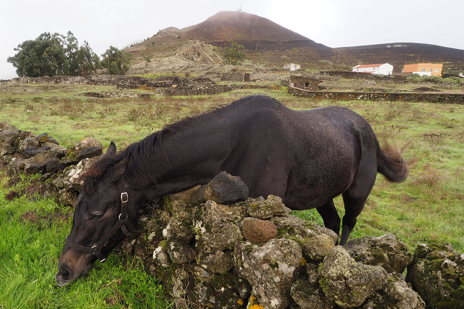 Pferd bei San Andrés . El Hierro . Kanarische Inseln 2018 (Foto: Andreas Kuhrt)