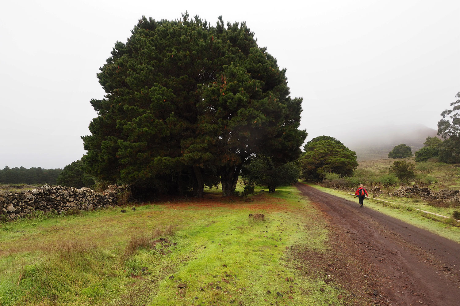 Wanderweg PR-EH 7 bei San Andrés . El Hierro . Kanarische Inseln 2018 (Foto: Andreas Kuhrt)