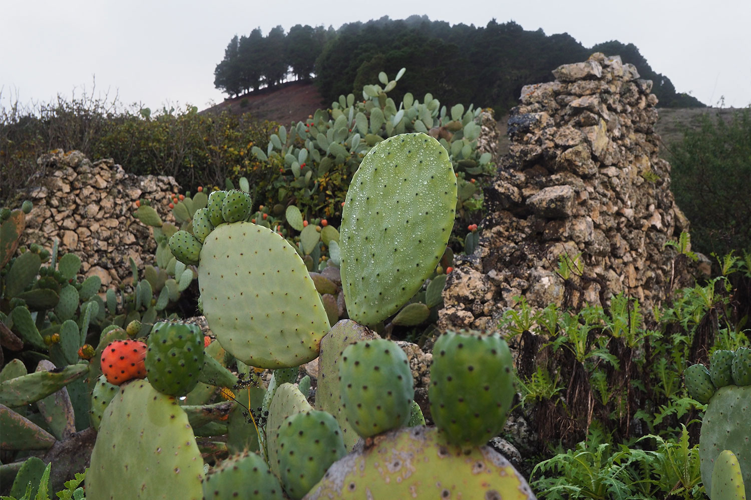 Im Ruinendorf La Albarrada . El Hierro . Kanarische Inseln 2018 (Foto: Andreas Kuhrt)