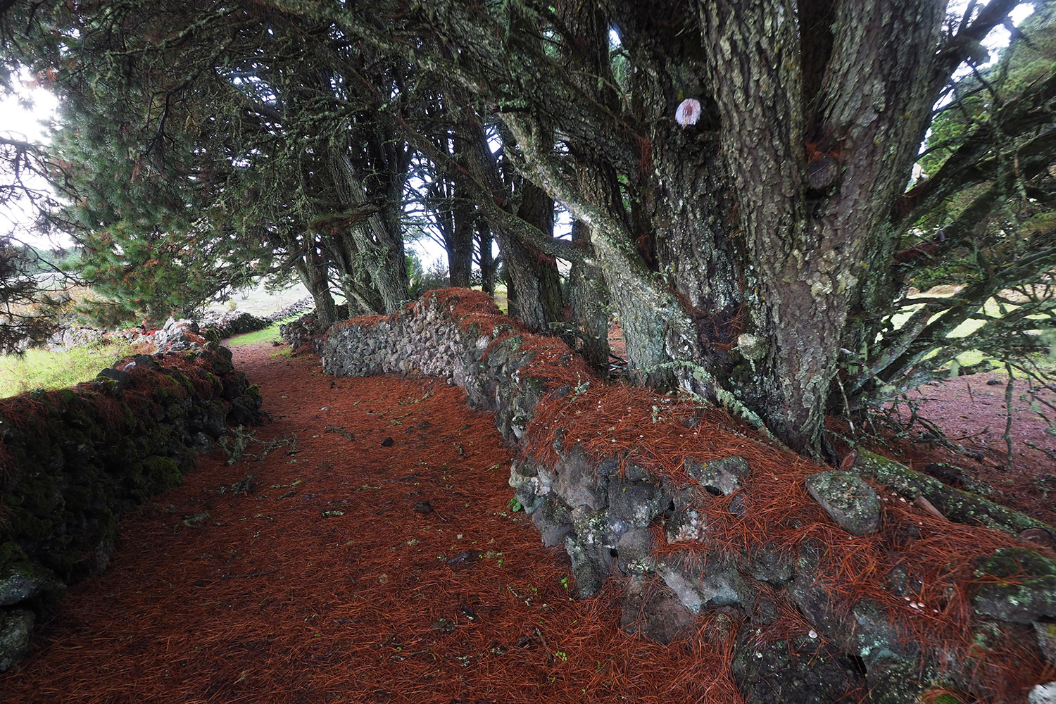 Weg im Ruinendorf La Albarrada . El Hierro . Kanarische Inseln 2018 (Foto: Andreas Kuhrt)