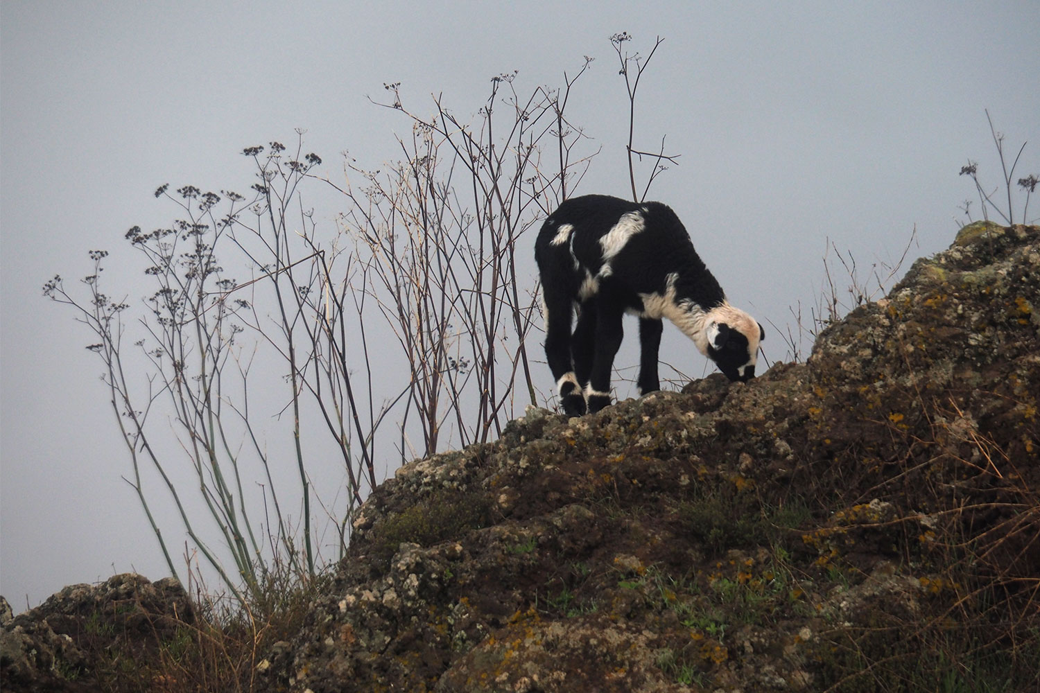 Lamm bei La Albarrada . El Hierro . Kanarische Inseln 2018 (Foto: Andreas Kuhrt)