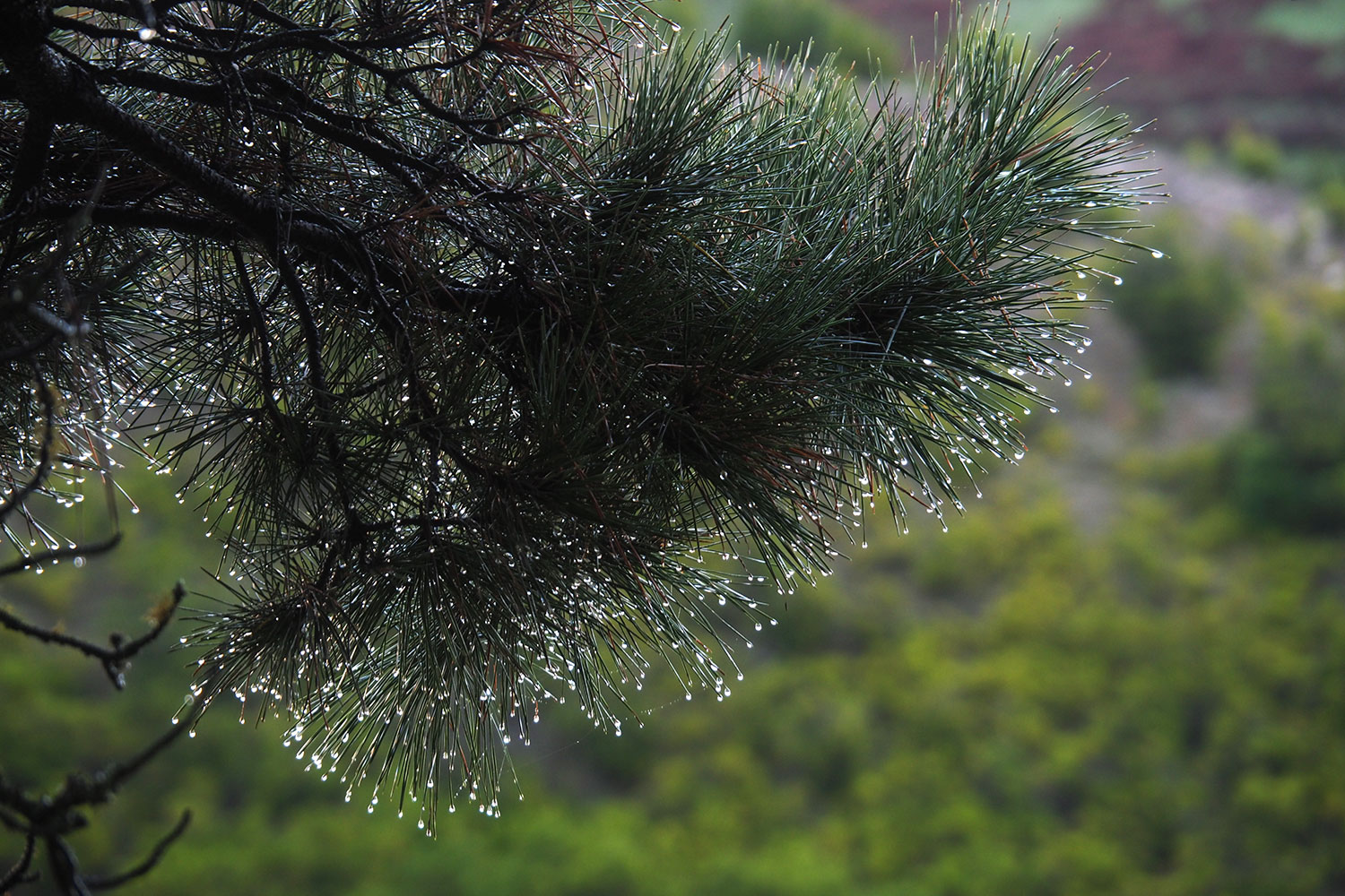 Kanarische Kiefer . El Hierro . Kanarische Inseln 2018 (Foto: Andreas Kuhrt)