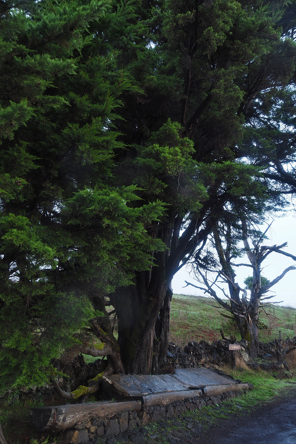 Los Dornajos am PR-EH 7 . El Hierro . Kanarische Inseln 2018 (Foto: Andreas Kuhrt)