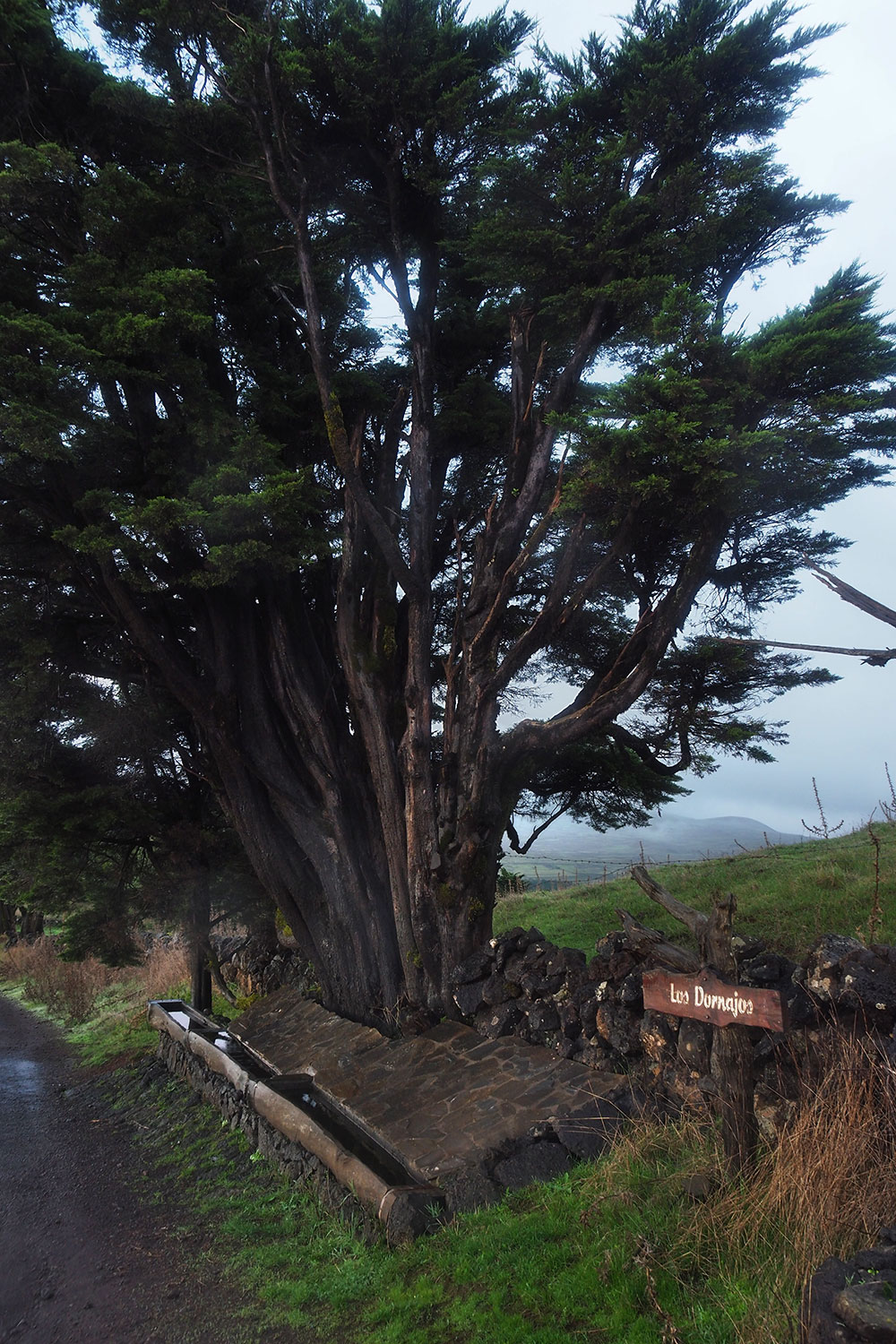Los Dornajos am PR-EH 7 . El Hierro . Kanarische Inseln 2018 (Foto: Andreas Kuhrt)