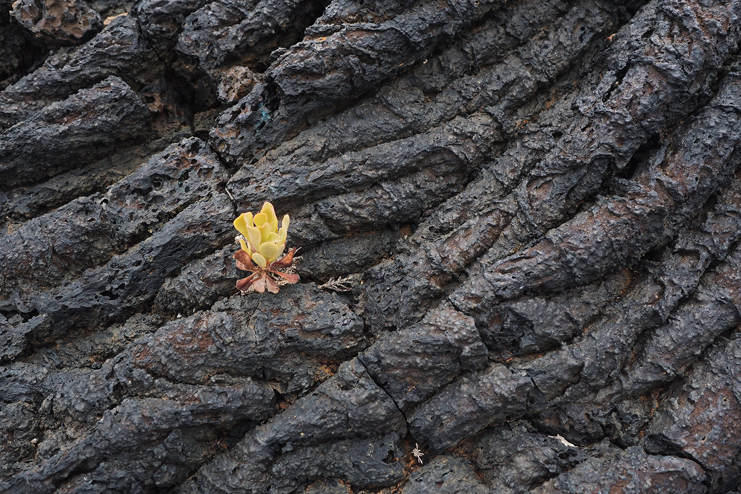 Aeonium in Lava bei La Restinga . El Hierro . Kanarische Inseln 2018 (Foto: Andreas Kuhrt)