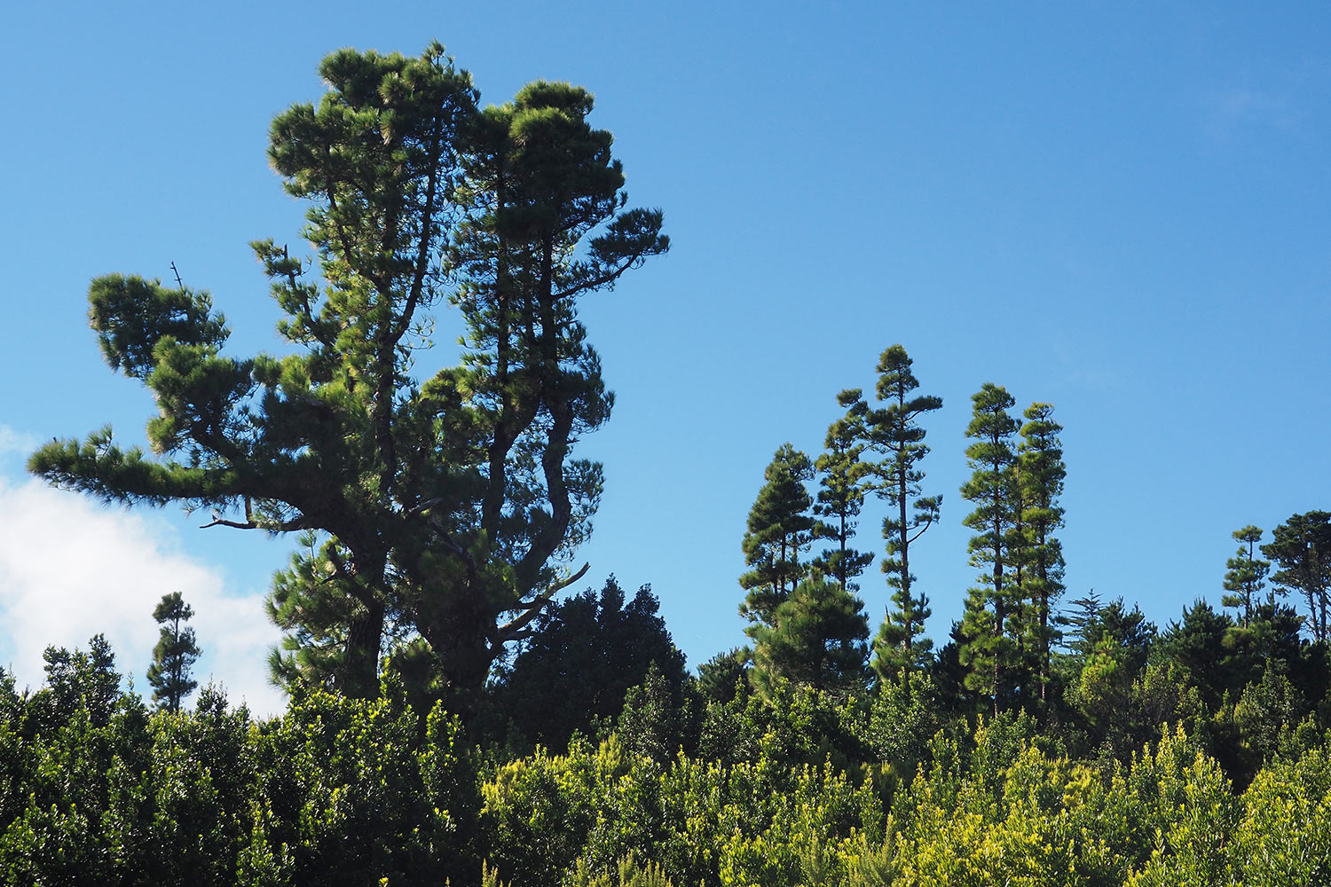 2018-11-kanarische-inseln-M0005243ak-el-hierro-la-llania-kiefernwald Bei La Llanía: El Pinar: Kanarenkiefernwald . El Hierro . Kanarische Inseln 2018 (Foto: Andreas Kuhrt)