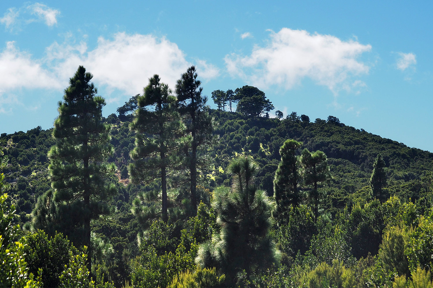 2018-11-kanarische-inseln-M0005245ak-el-hierro-la-llania-kiefernwald Bei La Llanía: El Pinar: Kanarenkiefernwald . El Hierro . Kanarische Inseln 2018 (Foto: Andreas Kuhrt)
