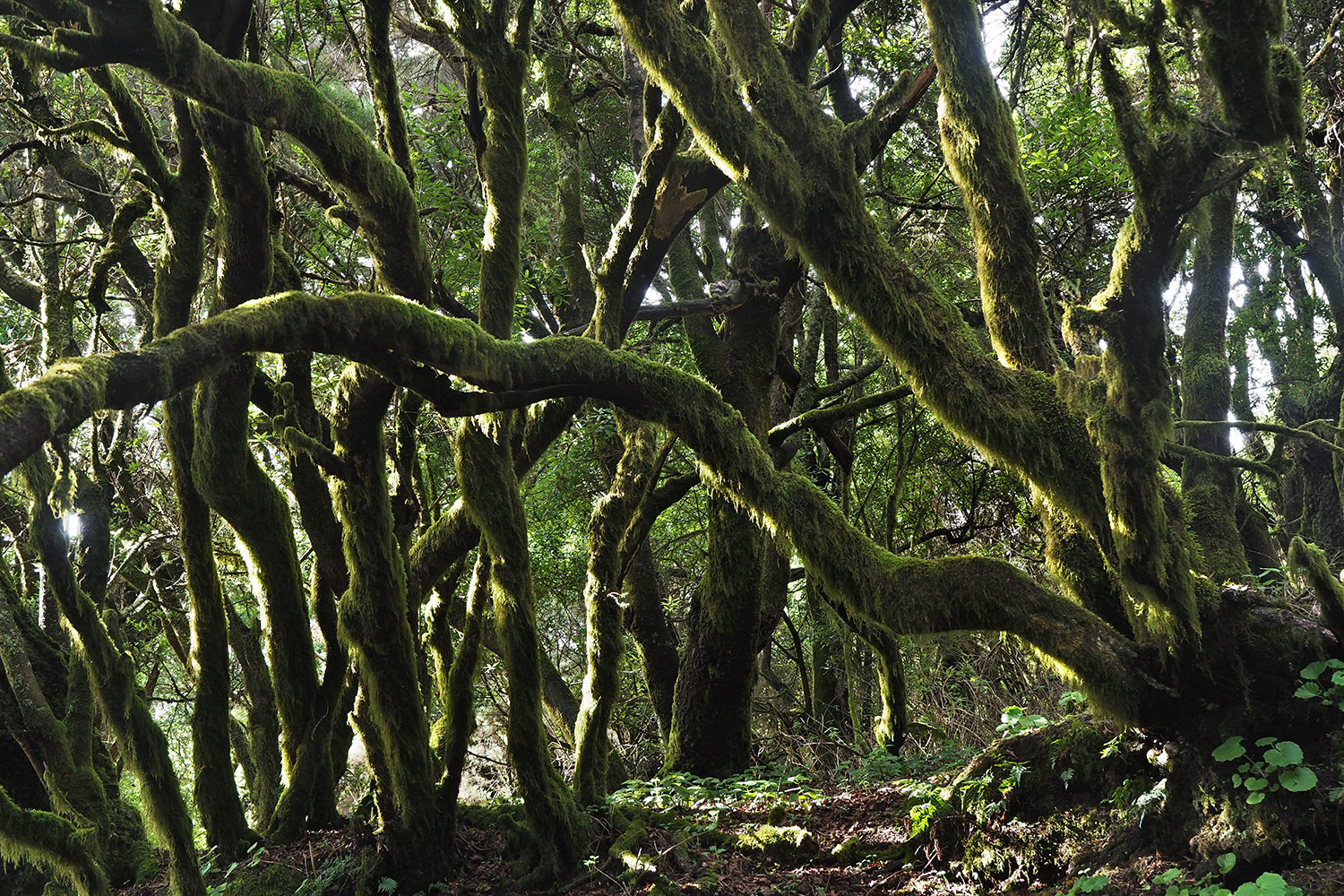 2018-11-kanarische-inseln-M0005263ak-el-hierro-la-llania-el-brezal Bei La Llanía: El Brezal: Baumheide-Wald . El Hierro . Kanarische Inseln 2018 (Foto: Andreas Kuhrt)
