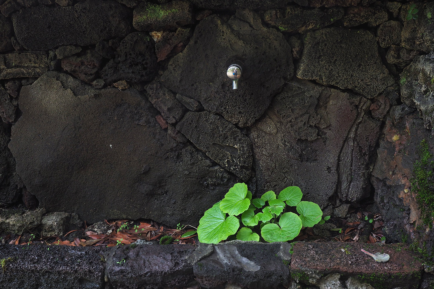 2018-11-kanarische-inseln-M0005265ak-el-hierro-fuente-de-la-llania Fuente de la Llanía . El Hierro . Kanarische Inseln 2018 (Foto: Andreas Kuhrt)