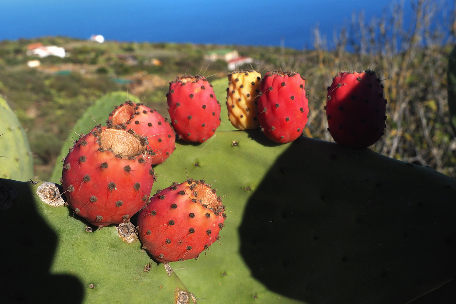 Feigenkaktus in Isora . El Hierro . Kanarische Inseln 2018 (Foto: Andreas Kuhrt)