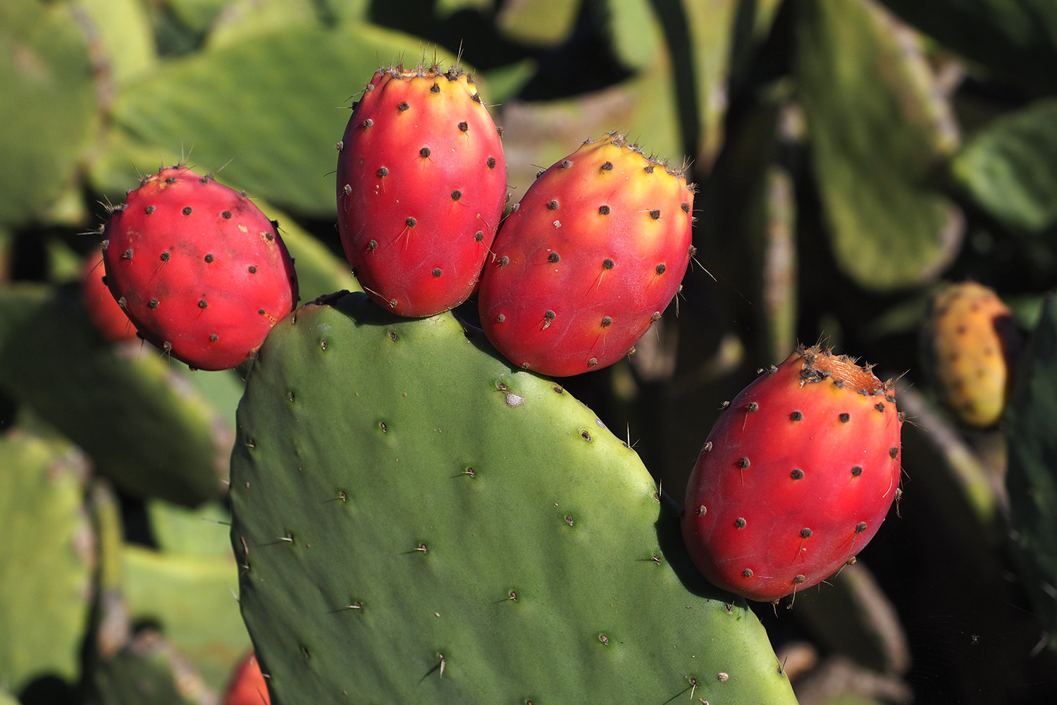 Feigenkaktus in Isora . El Hierro . Kanarische Inseln 2018 (Foto: Andreas Kuhrt)