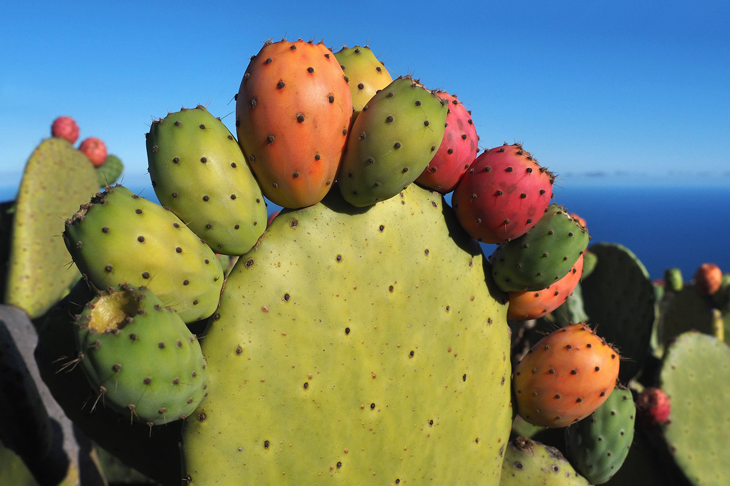 Feigenkaktus in Isora . El Hierro . Kanarische Inseln 2018 (Foto: Andreas Kuhrt)