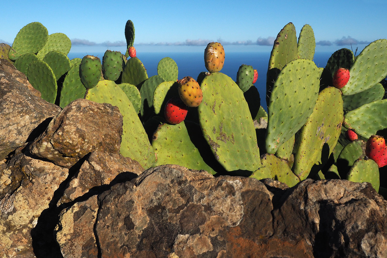 Feigenkakteen am Feldweg bei Isora . El Hierro . Kanarische Inseln 2018 (Foto: Andreas Kuhrt)
