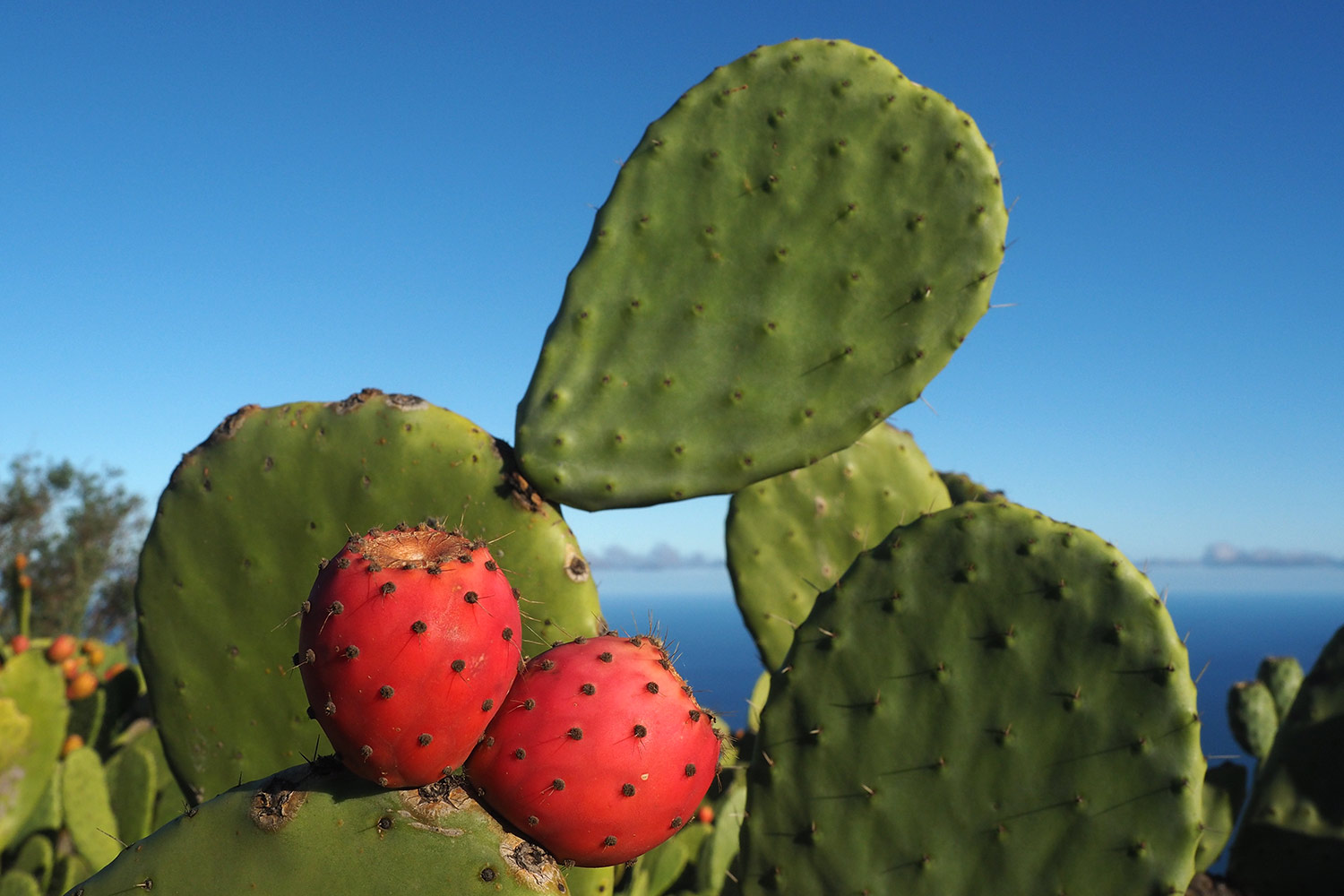 Feigenkaktus am Feldweg bei Isora . El Hierro . Kanarische Inseln 2018 (Foto: Andreas Kuhrt)
