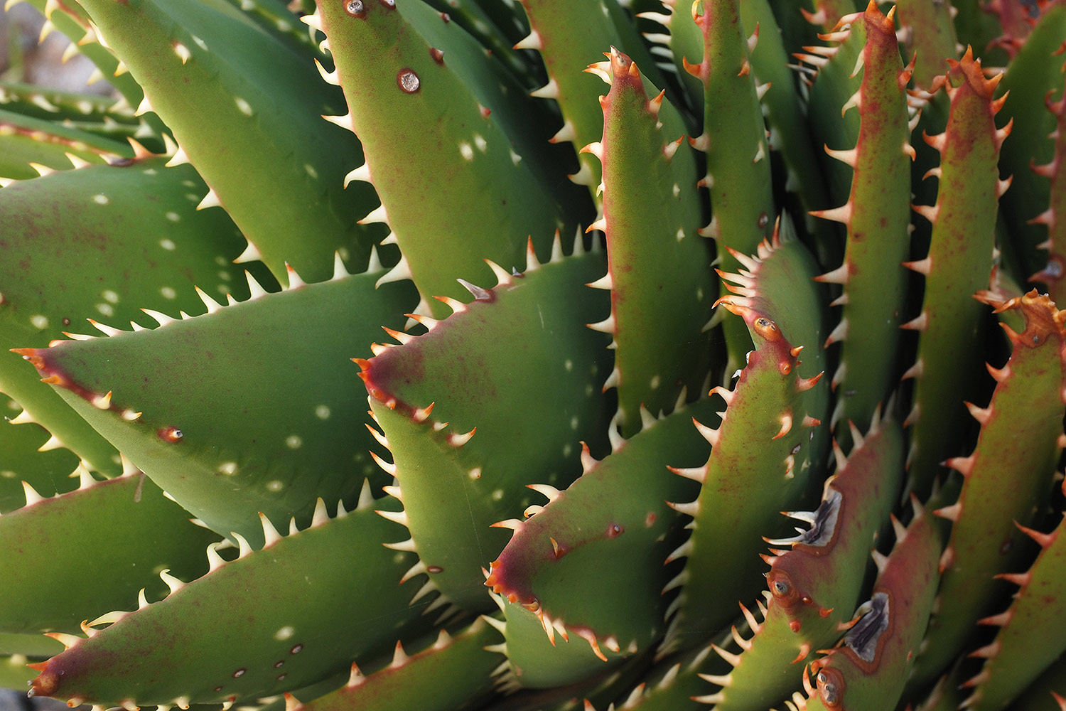 Im Park beim Mirador de la Peña . El Hierro . Kanarische Inseln 2018 (Foto: Andreas Kuhrt)