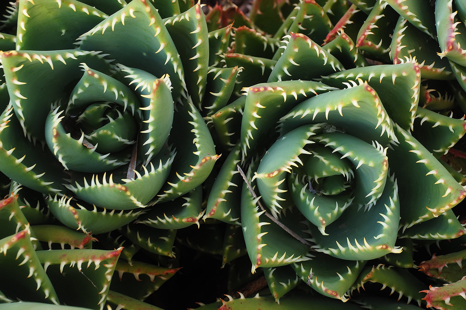 Im Park beim Mirador de la Peña . El Hierro . Kanarische Inseln 2018 (Foto: Andreas Kuhrt)