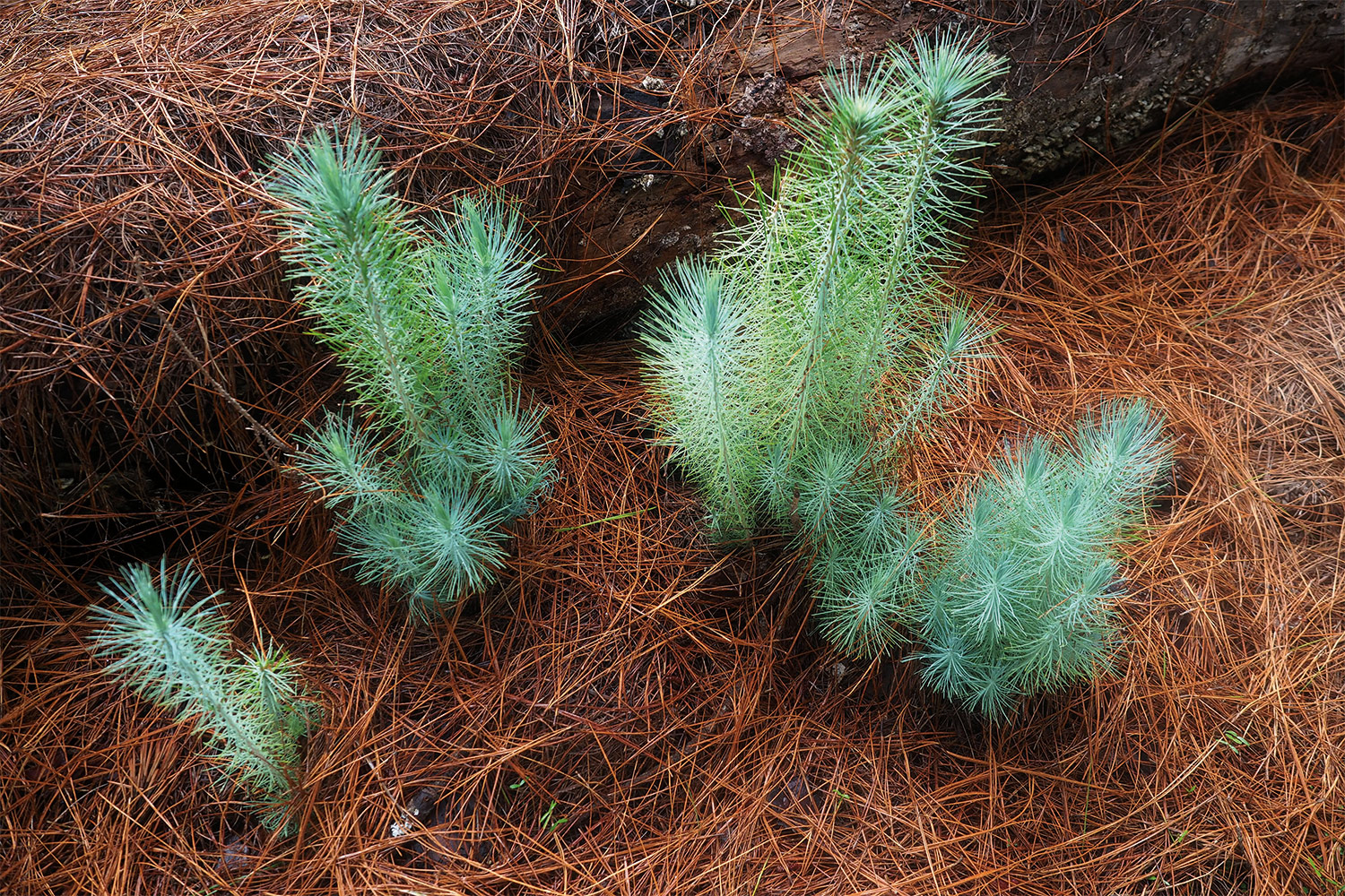 El Pinar: Kanarische Kiefern-Sprösslinge . El Hierro . Kanarische Inseln 2018 (Foto: Andreas Kuhrt)