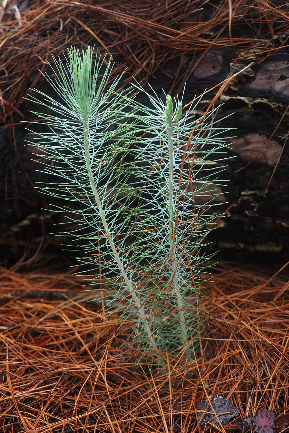 El Pinar: Kanarische Kiefern-Sprösslinge . El Hierro . Kanarische Inseln 2018 (Foto: Andreas Kuhrt)