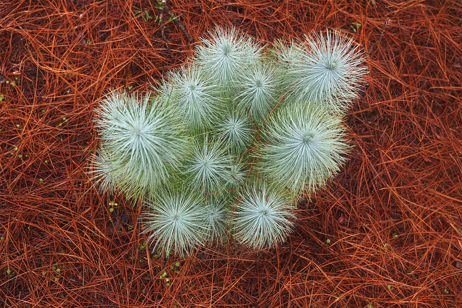 El Pinar: Kanarische Kiefern-Sprösslinge . El Hierro . Kanarische Inseln 2018 (Foto: Andreas Kuhrt)