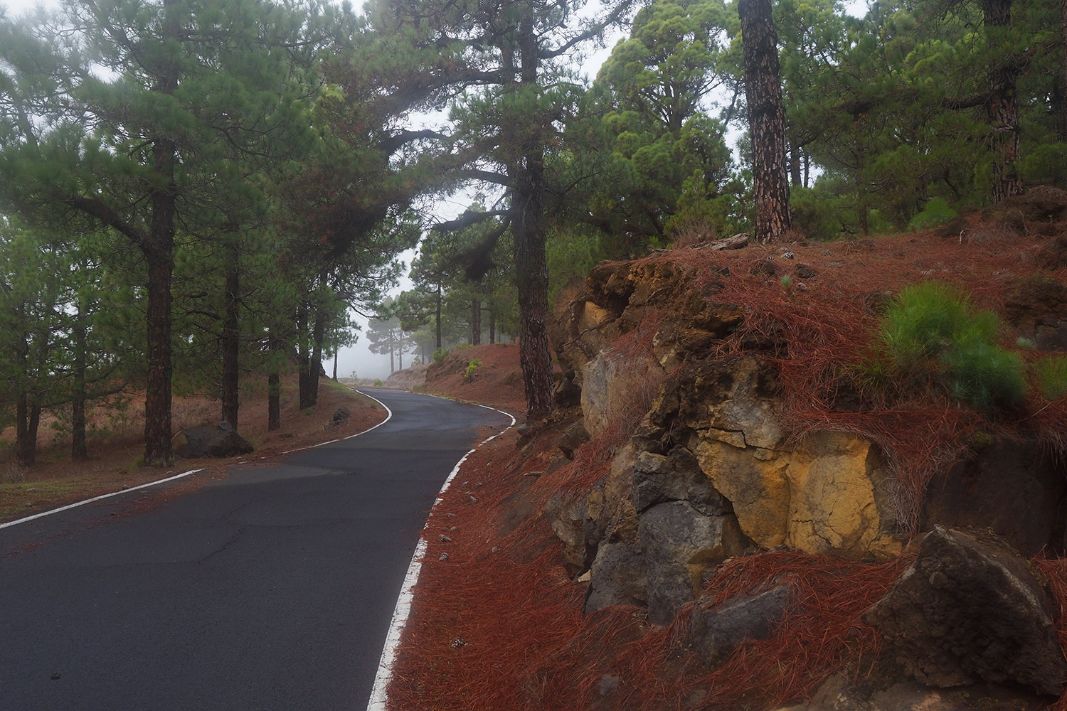 El Pinar: Straße im Kanarischen Kiefernwald . El Hierro . Kanarische Inseln 2018 (Foto: Andreas Kuhrt)