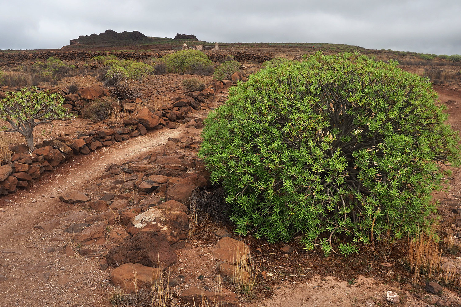 Camino la Mérica . Valle Gran Rey . La Gomera . Kanarische Inseln 2018 (Foto: Andreas Kuhrt)