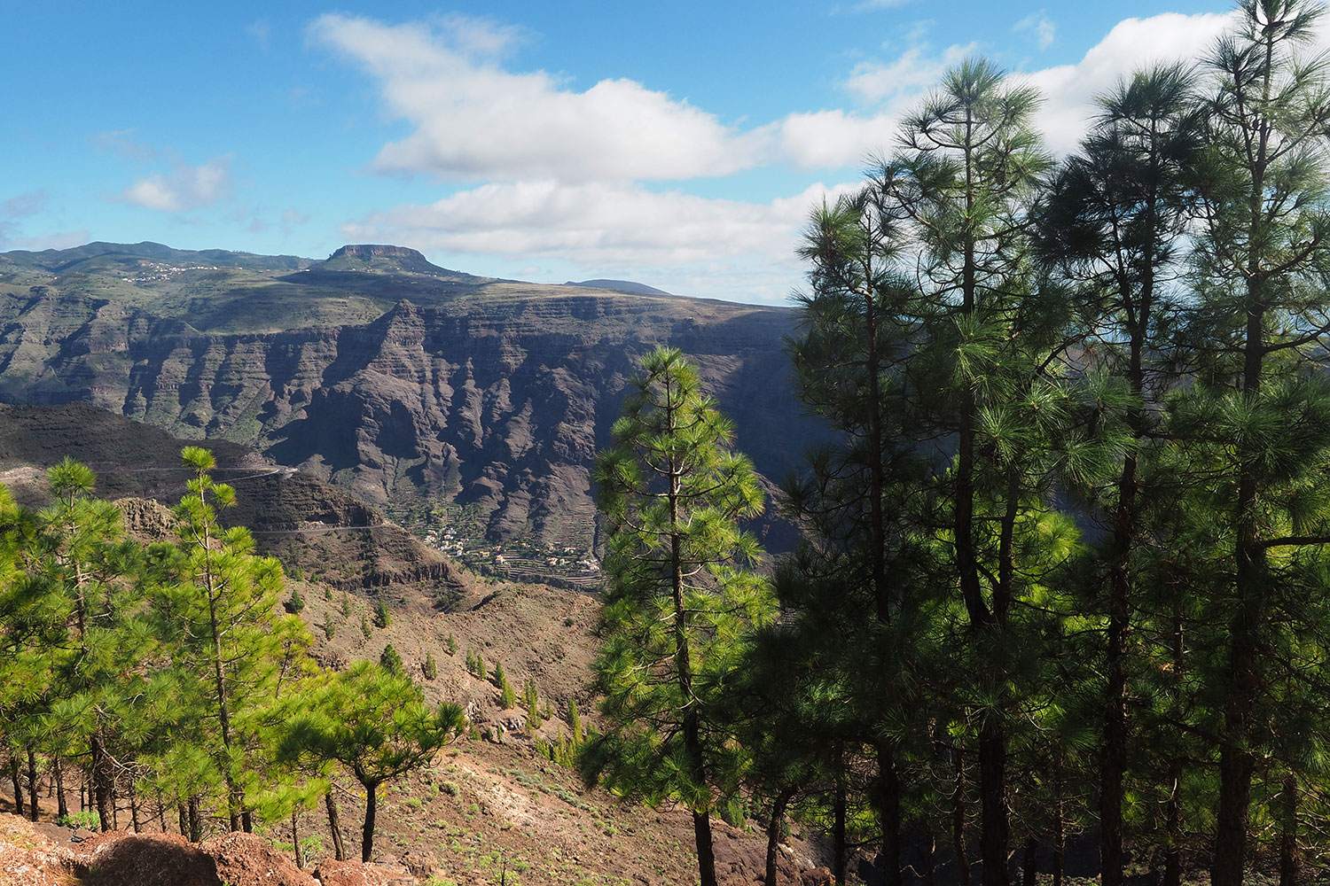 Camino la Mérica: Pinien . Valle Gran Rey . La Gomera . Kanarische Inseln 2018 (Foto: Andreas Kuhrt)