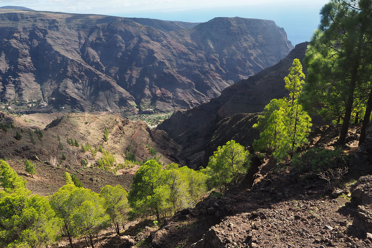 Camino la Mérica: Pinien . Valle Gran Rey . La Gomera . Kanarische Inseln 2018 (Foto: Andreas Kuhrt)