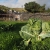 Arure: Gemüsegarten an der Parroquia Nuestra Señora de la Salud . Valle Gran Rey . La Gomera . Kanarische Inseln 2018 (Foto: Andreas Kuhrt)