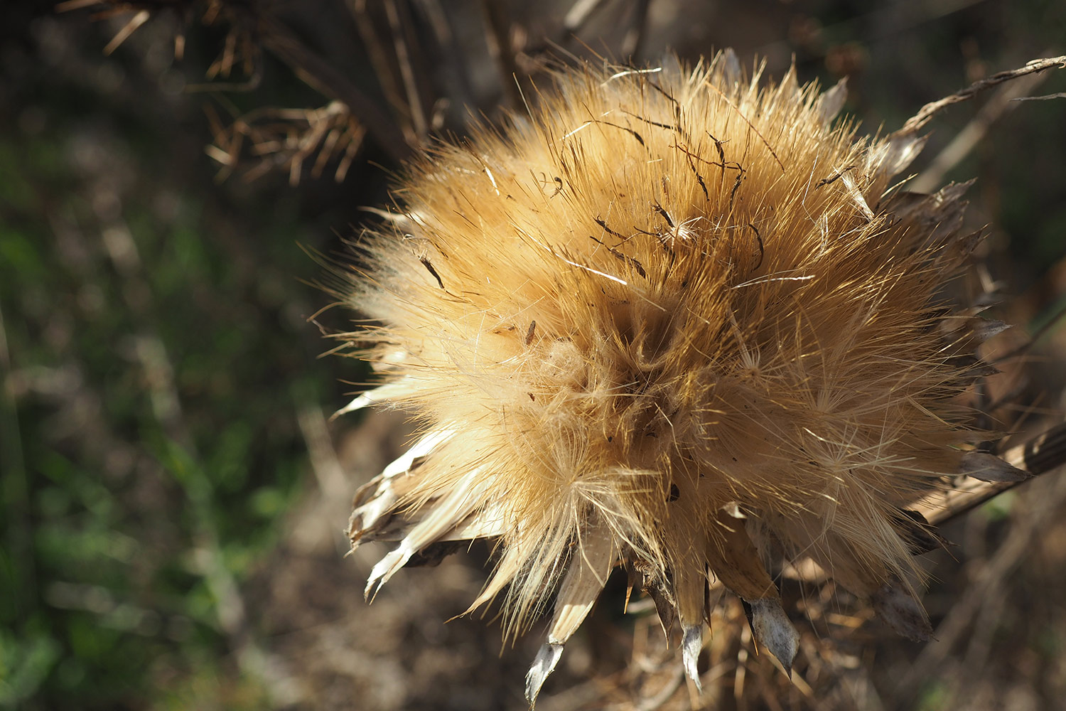 Distel am Camino de Yorima . Valle Gran Rey . La Gomera . Kanarische Inseln 2018 (Foto: Andreas Kuhrt)