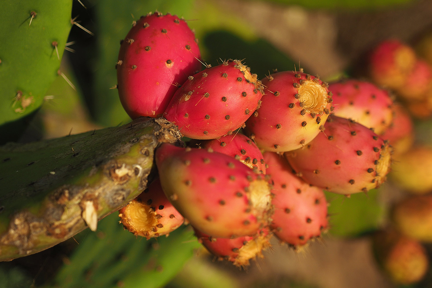 Feigenkaktus am Camino de Yorima . Valle Gran Rey . La Gomera . Kanarische Inseln 2018 (Foto: Andreas Kuhrt)