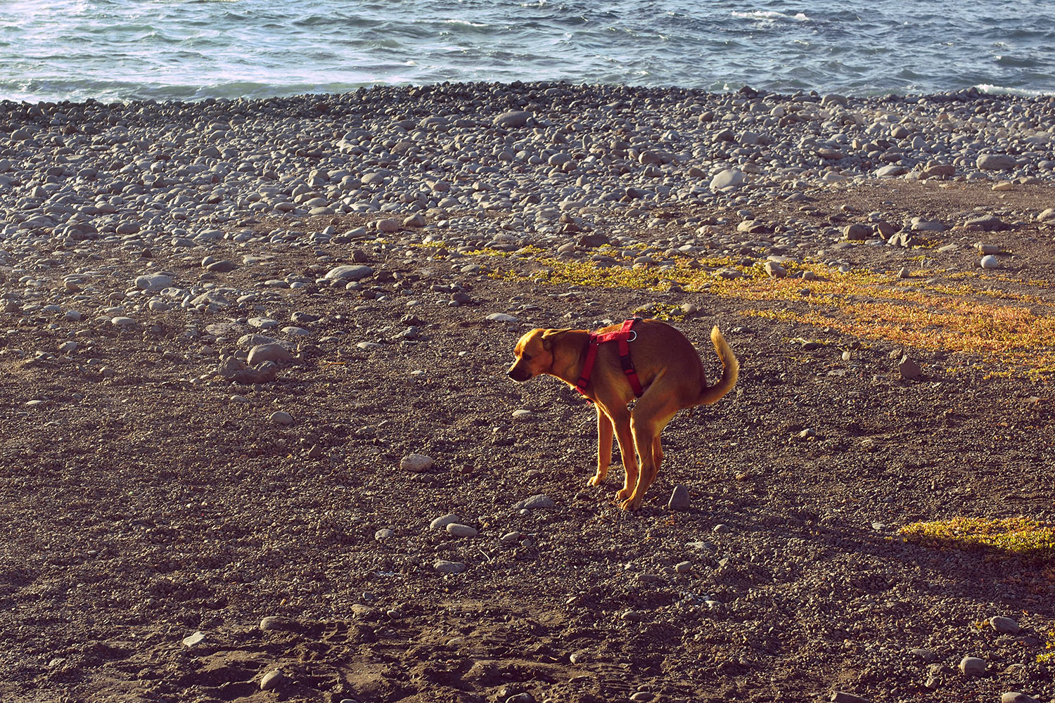 La Puntilla: am Strand . Valle Gran Rey . La Gomera . Kanarische Inseln 2018 (Foto: Andreas Kuhrt)
