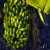 La Puntilla: Bananen in einer Plantage . Valle Gran Rey . La Gomera . Kanarische Inseln 2018 (Foto: Andreas Kuhrt)