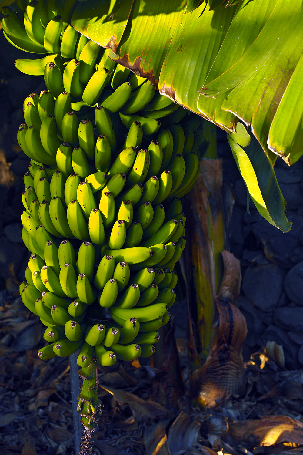 La Puntilla: Bananen in einer Plantage . Valle Gran Rey . La Gomera . Kanarische Inseln 2018 (Foto: Andreas Kuhrt)