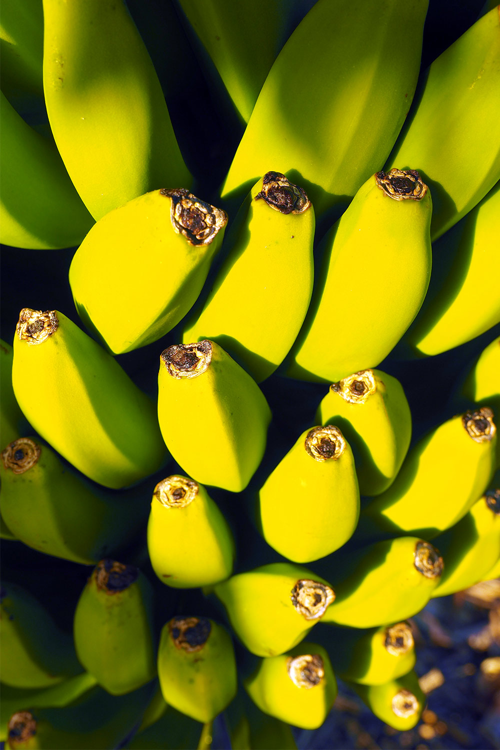 La Puntilla: Bananen in einer Plantage . Valle Gran Rey . La Gomera . Kanarische Inseln 2018 (Foto: Andreas Kuhrt)