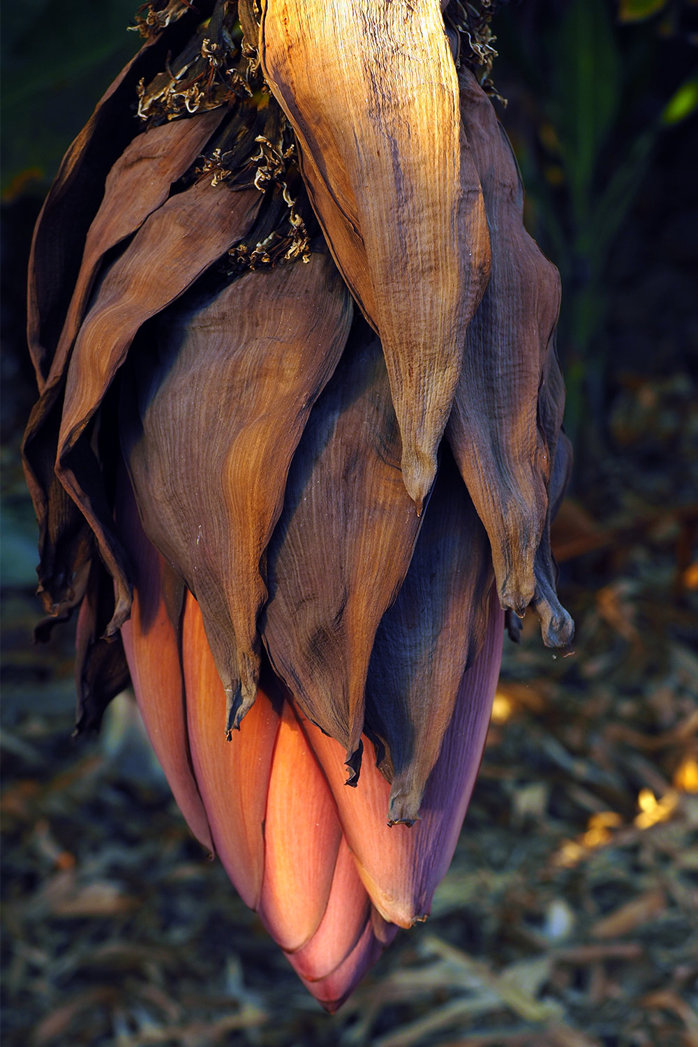 La Puntilla: Bananenblüte in einer Plantage . Valle Gran Rey . La Gomera . Kanarische Inseln 2018 (Foto: Andreas Kuhrt)