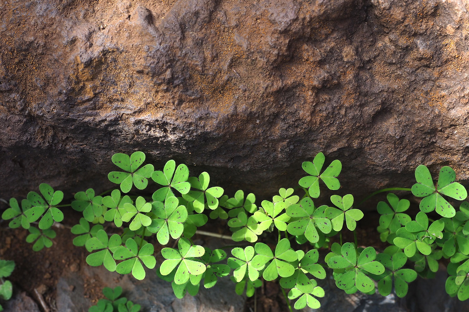 Klee am Camino de los Pasos . La Gomera . Kanarische Inseln 2018 (Foto: Andreas Kuhrt)