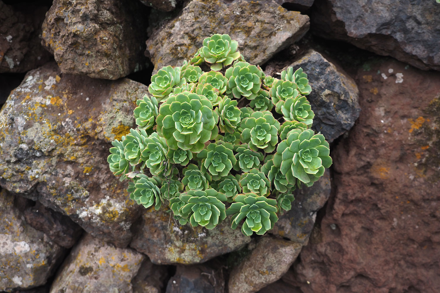 Äonium am Weg GR-132 . La Gomera . Kanarische Inseln 2018 (Foto: Andreas Kuhrt)