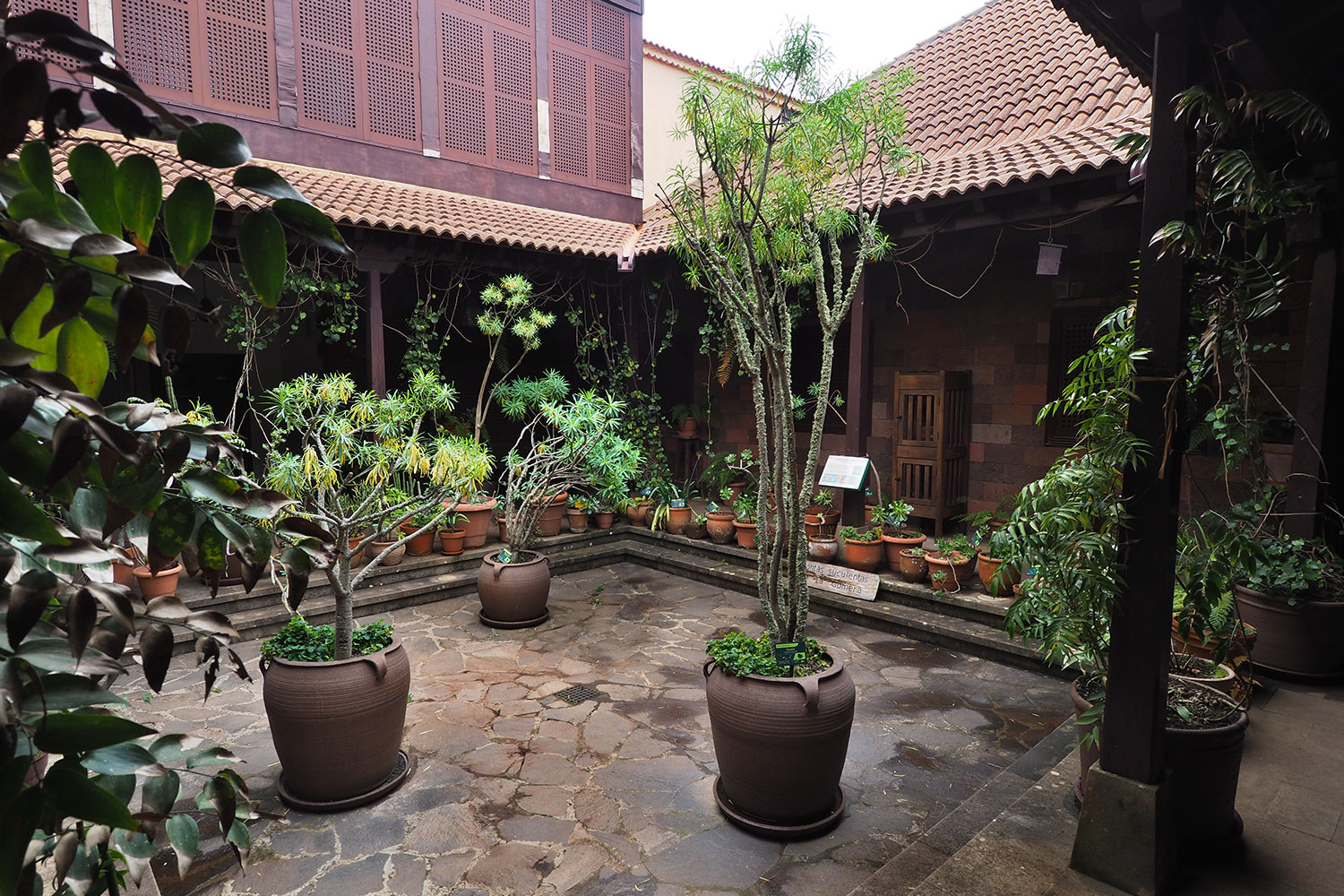 Garajonay-Besucherzentrum Juego de Bolas: Planzensammlung . La Gomera . Kanarische Inseln 2018 (Foto: Andreas Kuhrt)