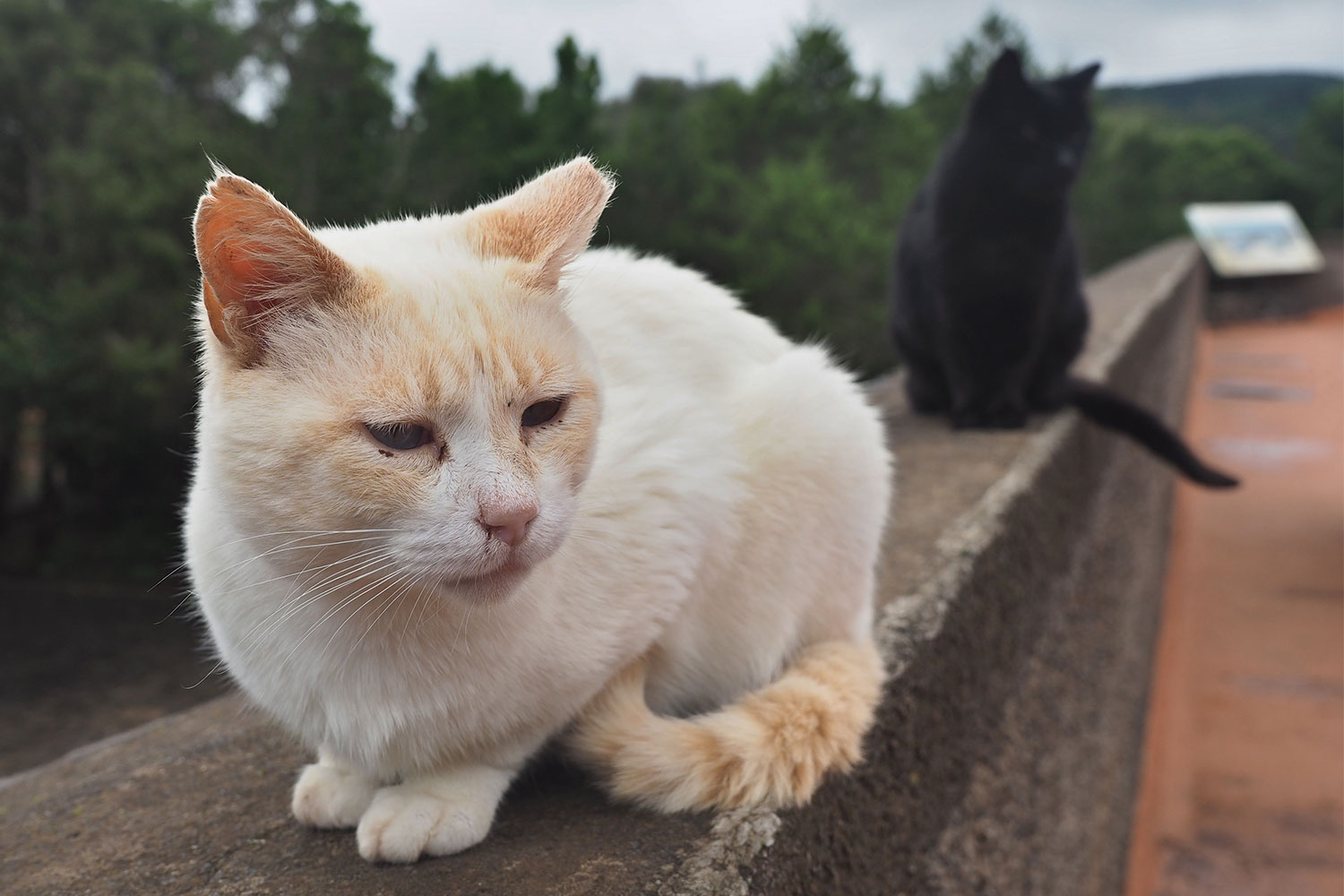 Garajonay-Besucherzentrum Juego de Bolas: Katzen auf der Terrasse . La Gomera . Kanarische Inseln 2018 (Foto: Andreas Kuhrt)